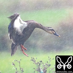 右足が途中から欠損しているカルガモ。
