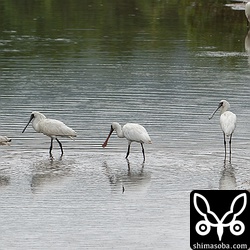 小さな川に5羽がいました。