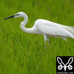 顔に婚姻色が出て飾り羽も伸長しているダイサギ。