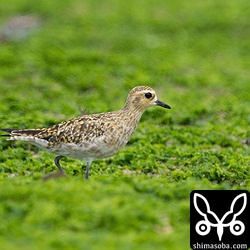 こちらのムナグロ成鳥もまだまだ冬羽。