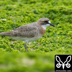 多少夏羽が出てきたメダイチドリ。