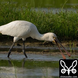ヘラサギも飛来。島内を日々、移動しているようです。