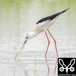 セイタカシギもぼちぼち増えてきました。