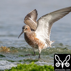 波に驚くサルハマシギ。