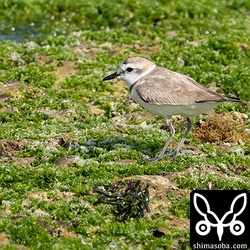 シロチドリのメス。冬羽から夏羽へ。