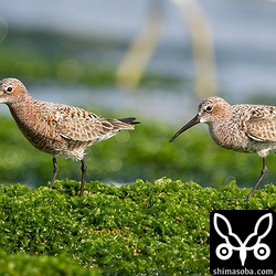 サルハマシギはつねに2羽で行動していました。