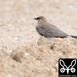 単独でいたツバメチドリ。渡ってきたばかりなのか疲れた様子。