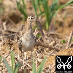 カラスや通行人が来ると芽出し中のサトウキビ畑に逃げ込みます。