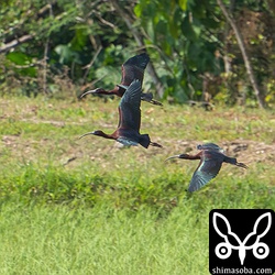 何かに驚いて飛び上がりました。