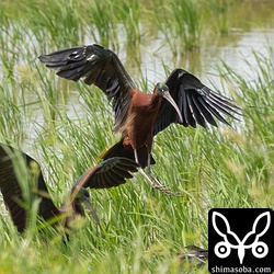 驚いて飛び上がったブロンズトキですが、同じ田んぼに降り立ちました。