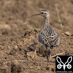 コシャクシギ成鳥を背中から。