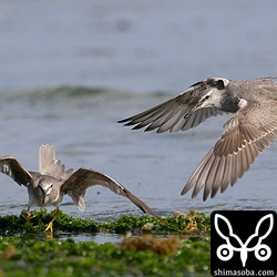成鳥(右)が幼鳥を追い払います。
