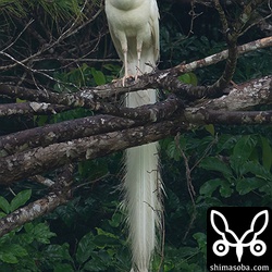 真っ白のインドクジャク。石垣島内に多く生息しますが、外来生物です。