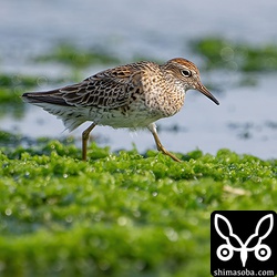 ウズラシギ冬羽から夏羽へ。
