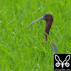 稲のすきまから顔を覗かせるブロンズトキ。