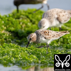 トウネン夏羽へ移行中。