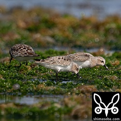 トウネンは10羽ほどの群れが採餌。