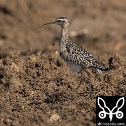 今季の八重山はオオチドリは少なかったですが、コシャクシギは豊作です。^^