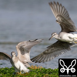 餌場を巡る戦いは成鳥が勝ったようです。