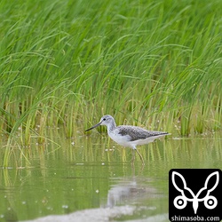 アオアシシギの群れ。どの個体も冬羽です。