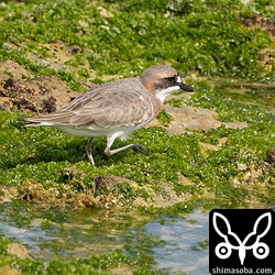 メダイチドリ夏羽へ。