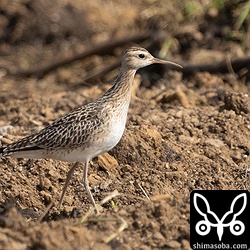 最初は1羽しかいませんでしたが、しばらく観察しているともう一羽が空から降ってきました。^^