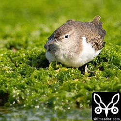 かわいらしいイソシギ。歩いてきて目の前に座りました。