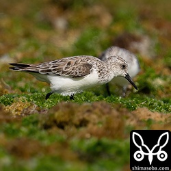 ミユビシギほぼ冬羽。