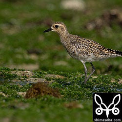 ムナグロ夏羽へ。