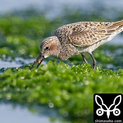 ゴカイを捕まえたサルハマシギ。