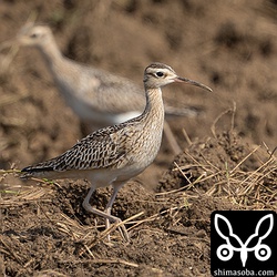 コシャクシギ成鳥。冬羽から夏羽へ換羽中。