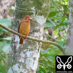 リュウキュウアカショウビンのメス。パートナーのオスも近くの茂みにいました。
