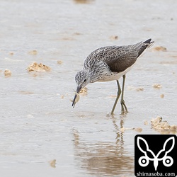 ハゼを捕まえたアオアシシギ。魚を求めて波打ち際を走り回っていました。