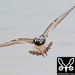 キョウジョシギ成鳥オス。