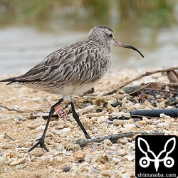 標識付きのオオソリハシシギ。「CZS」のフラッグとメタルリングは全部は読めず「0737529」までを確認。下のくちばしが欠けているようで餌が取れるのか心配です。