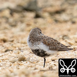 ハマシギ成鳥。冬羽から夏羽へ。