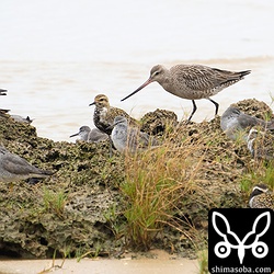 オオソリハシシギは2羽とも成鳥冬羽。周りにはキアシシギ、キョウジョシギ、ムナグロ。