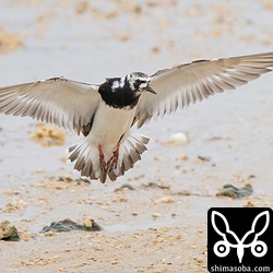 キョウジョシギ成鳥夏羽。