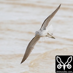 アオアシシギ成長。夏羽へだいぶ変わっています。