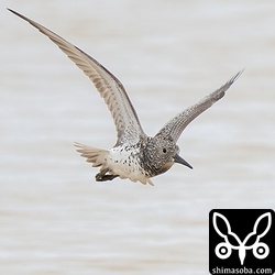 オバシギ成鳥冬羽。