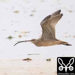 ホウロクシギ成鳥。
