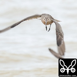 オオソリハシシギ飛翔。この日はよく飛んでいました。早く渡りたいのかな?