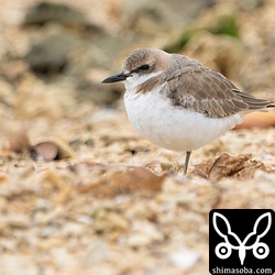 メダイチドリ第1回冬羽から夏羽へ。