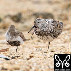 オバシギ第1回冬羽から夏羽へ。