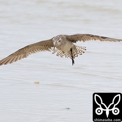 オオソリハシシギのメス冬羽。