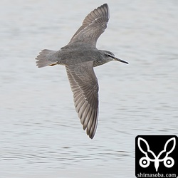 キアシシギ成鳥。夏羽へ衣替え中。
