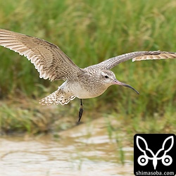 オオソリハシシギのメス成鳥。