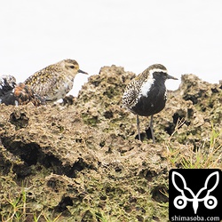 ムナグロ夏羽が多くみられます。