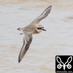メダイチドリ成鳥。夏羽へ移行中。