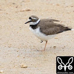 右足が壊死したコチドリ。
